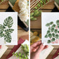 Set of 5 | 4x6 Plants on Paper Gouache Prints - Lilyvine Design